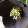 Hellebore
